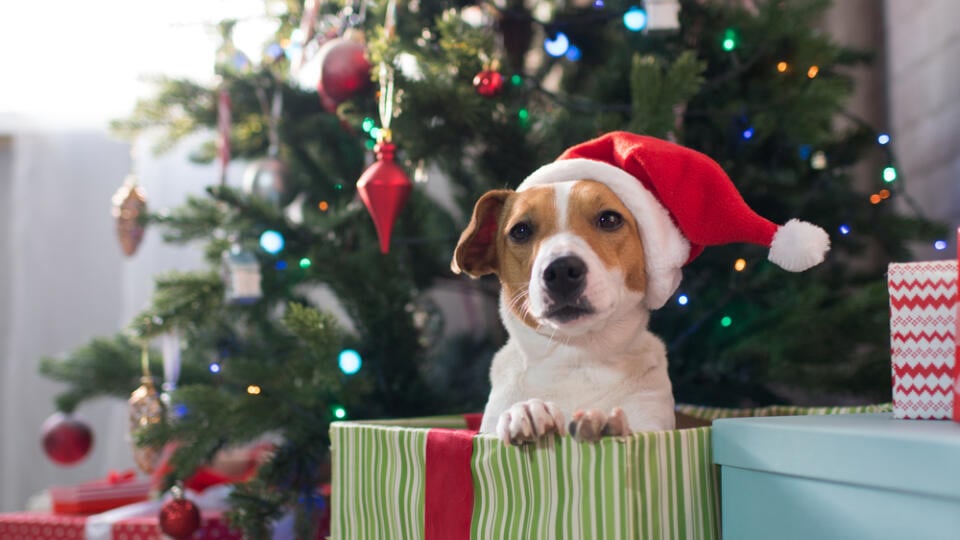 Dog,Breed,Jack,Russell,Under,The,Christmas,Tree,In,The