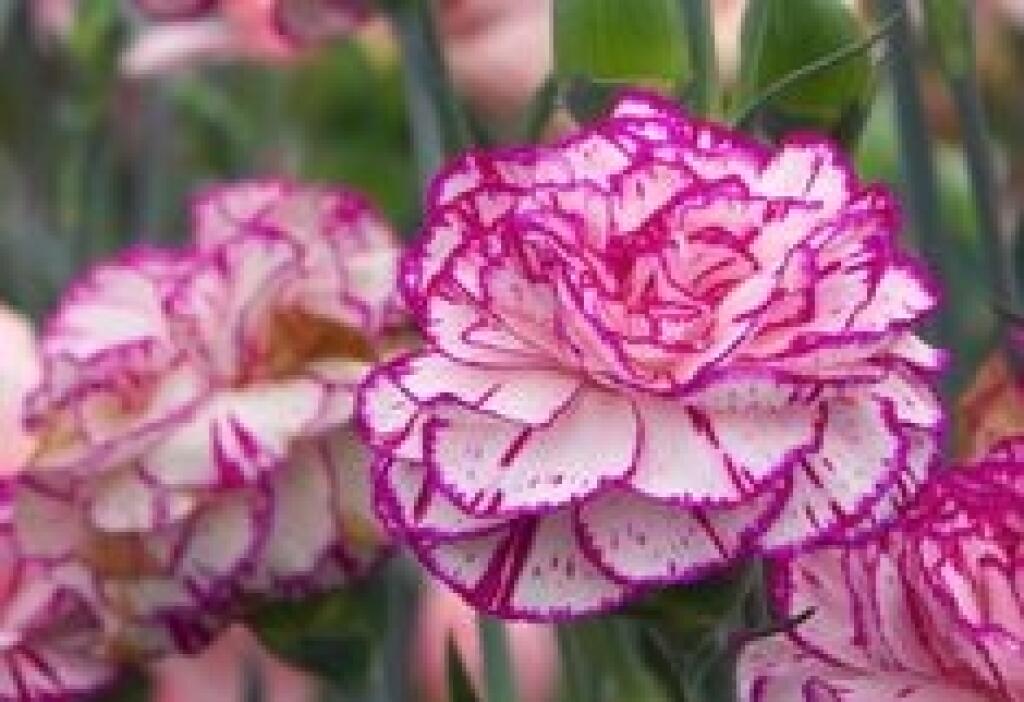 Klinček záhradný (Dianthus caryophyllus)