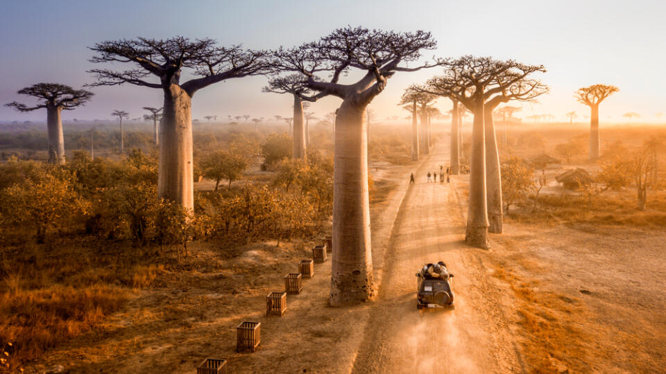 Beautiful,Baobab,Trees,Avenue,Of,The,Baobabs,In,Madagascar