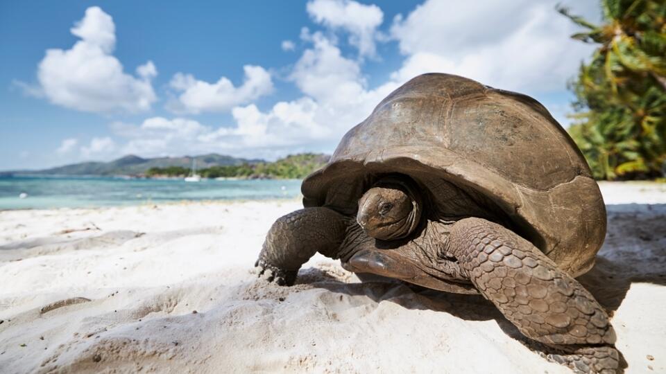 Aldabra,Giant,Tortoise,On,Sand,Beach.,Close-up,View,Of,Turtle