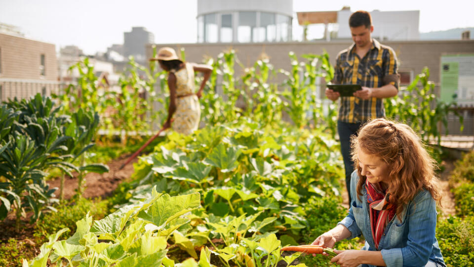 Friendly,Team,Harvesting,Fresh,Vegetables,From,The,Rooftop,Greenhouse,Garden