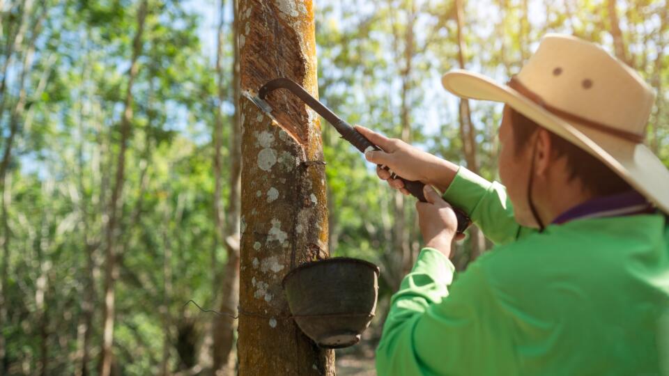 Asian,Rubber,Farmers,Tapping,Rubber,In,The,Rubber,Plantation