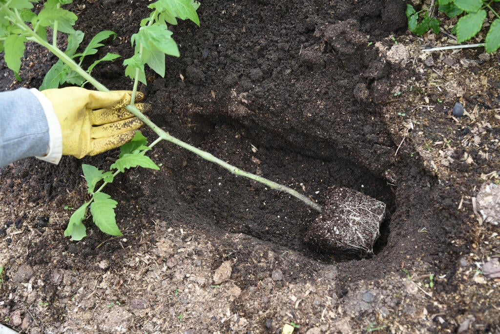 Pôda by pri výsadbe mala byť dostatočne prehriata. Tento fakt síce stále platí, ale keďže zima bola mierna, výrazne studená nie je.