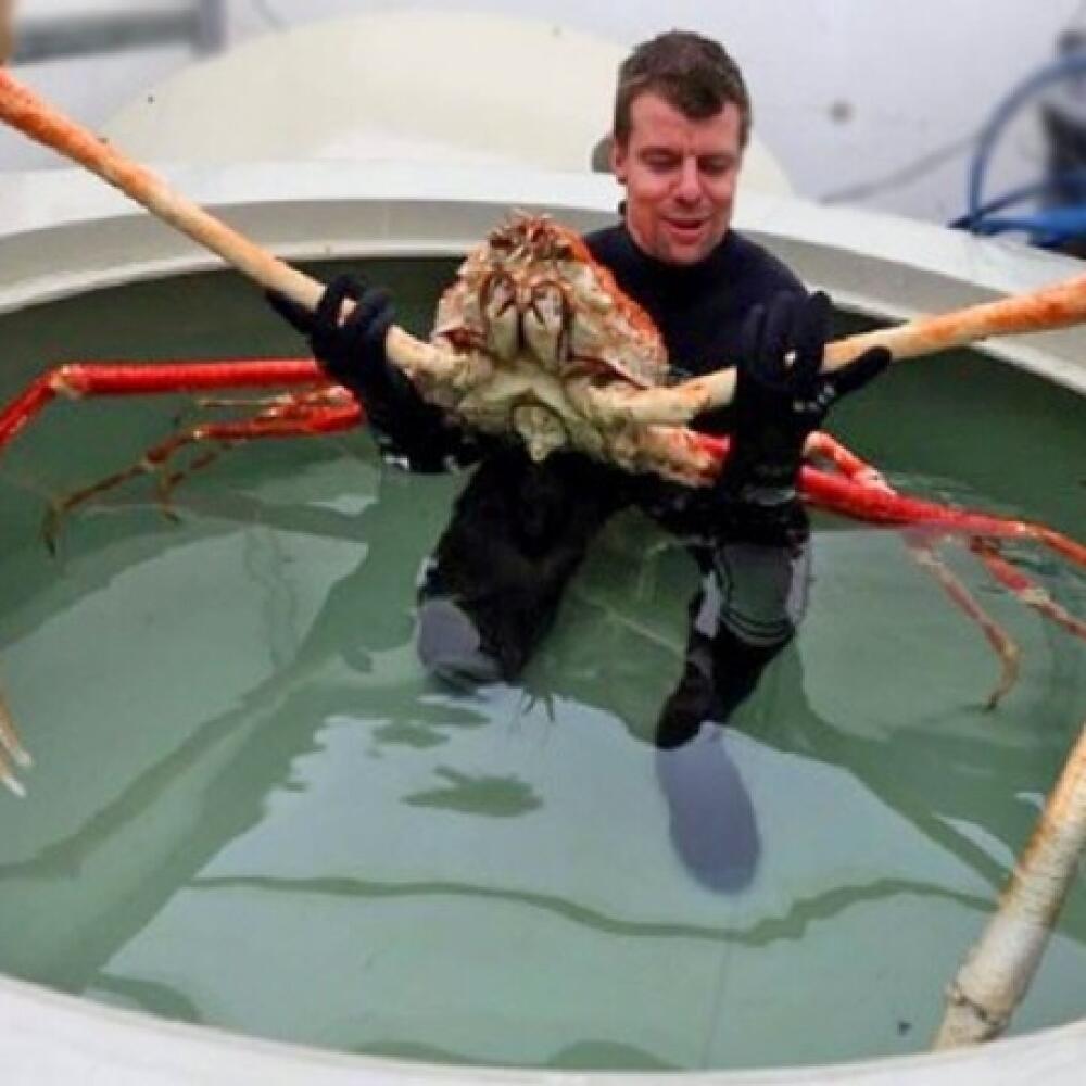 Veľkrab japonský
