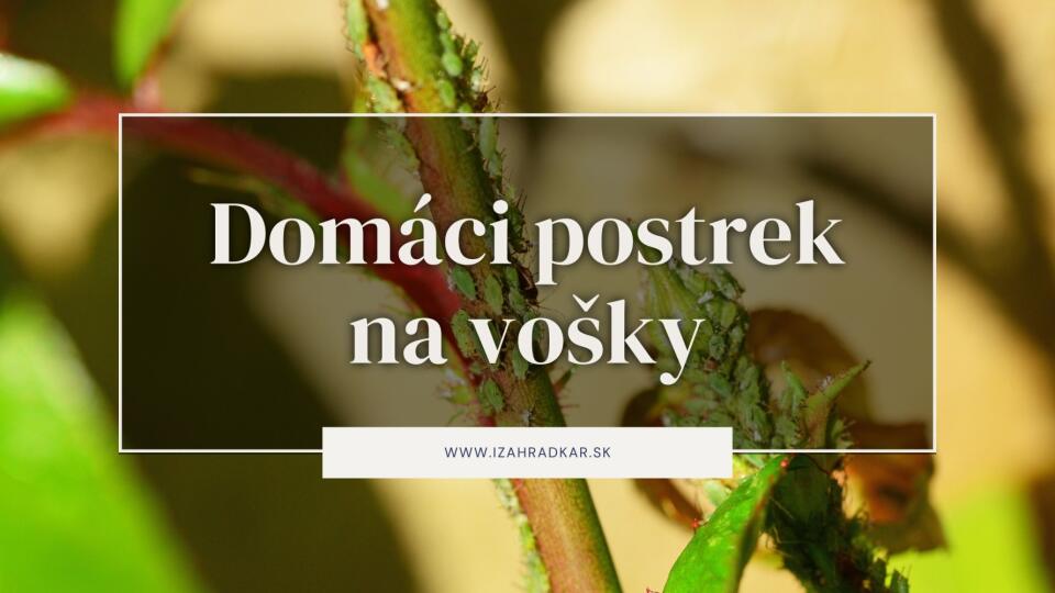 Skoncujte s VOŠKAMI raz-dva: Účinný DOMÁCI POSTREK, ktorý funguje!