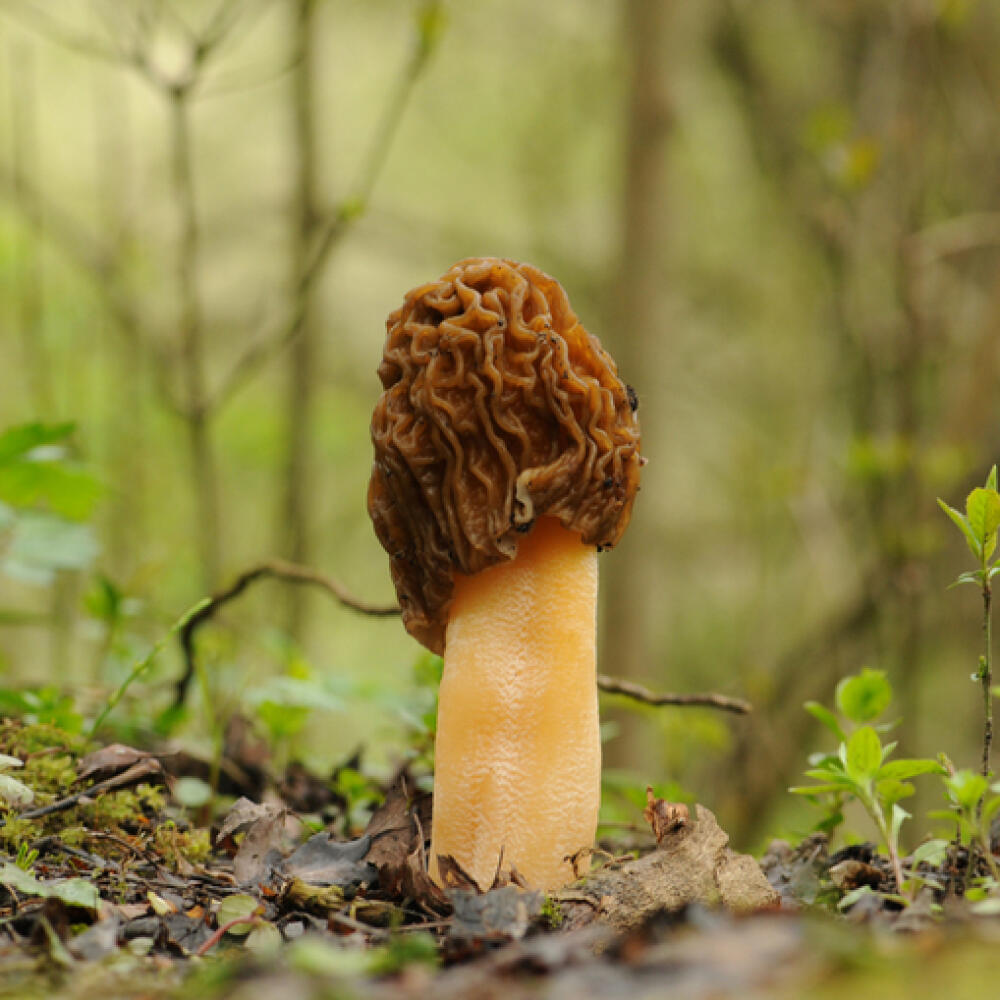 Je na obrázku jedlá huba alebo smrteľne jedovatá?