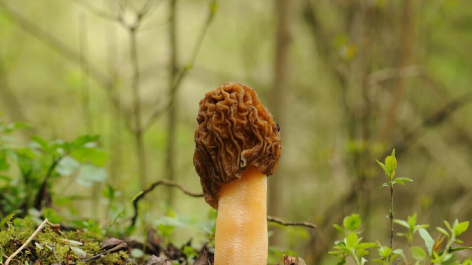 Smrčkovec český patrí medzi prvé huby, nájsť ho môžete od marca.