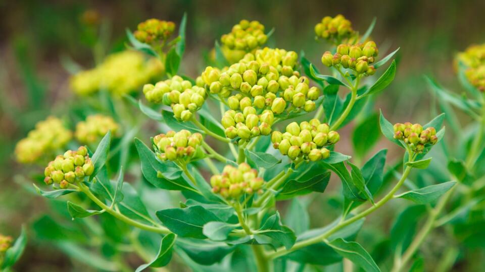 Prerastlík (Bupleurum) patrí do čeľade rastlín Apiaceae a je základom
tradičnej čínskej medicíny (TCM) už viac ako 2 000 rokov.