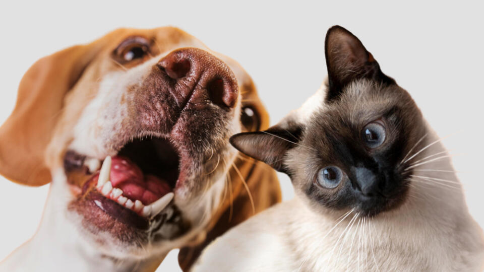 dog, cat, pes, mačka, domáce zvieratká, pets