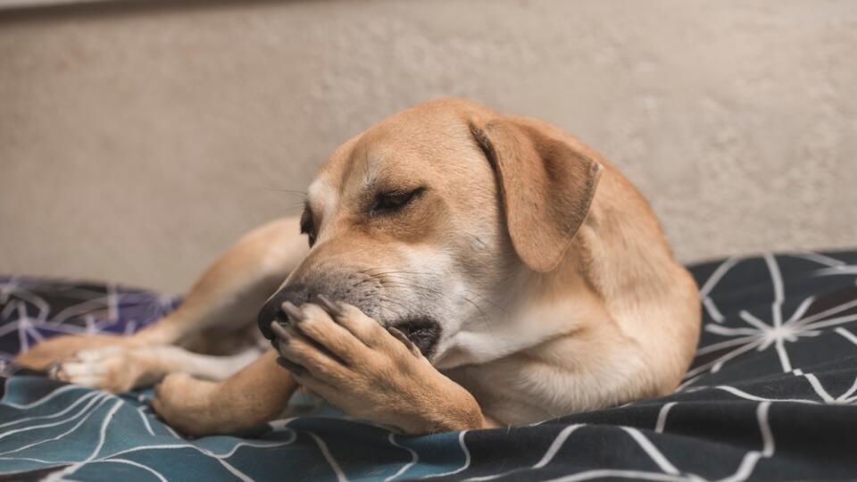 A,Cute,Brown,Male,Dog,Licks,His,Front,Paw,While