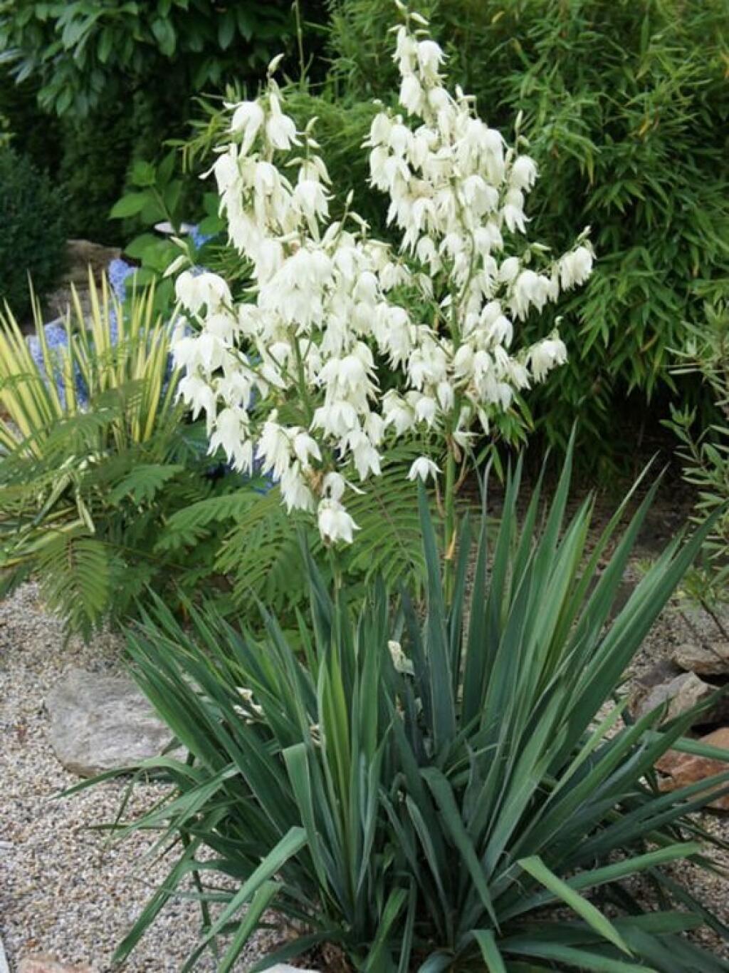 Юкка нитчатая (Yucca)