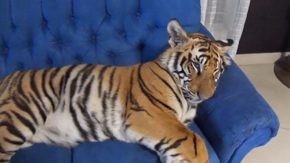Tiger Enzo oddychuje na gauči.