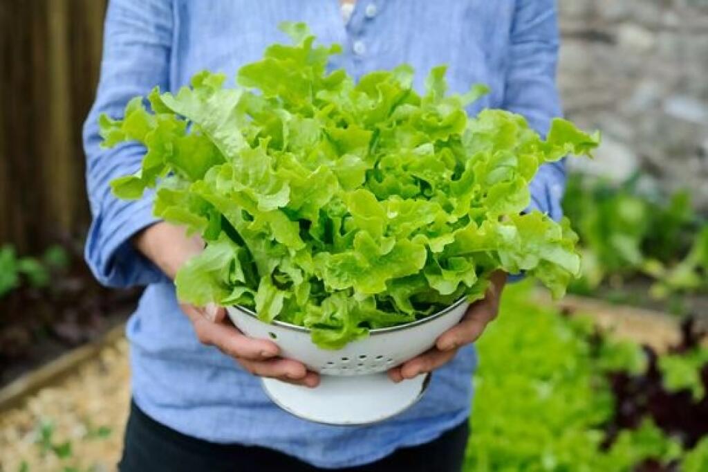 Pomedzi kukuricu vysaďte plodiny s krátkym vegetačným časom (listová zelenina), ktoré stihnú dozrieť skôr, než kukurica pôdu zatieni. Spolu s kukuricou je výhodné siať aj fazuľu, ktorá jej prostredníctvom svojich koreňov poskytne dusík. Čo kukurica využije, lebo je na živiny náročná.