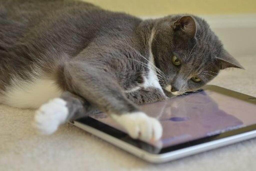 Appka dňa: Aplikácie pre domáce zvieratá 2/2
