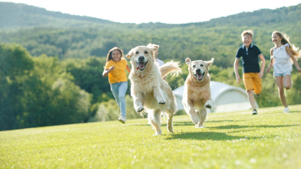 Children,Playing,With,A,Dog,In,Nature.