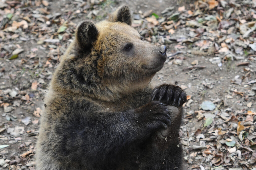 Sprísnené opatrenia súvisiace s pandémiou sa prejavili aj v Zoologickej záhrade Košice. Od stredy 24. novembra 2021 je otvorená v režime pre očkovaných a tých, ktorí prekonali ochorenie COVID-19. Zoo je pre verejnosť v tomto období otvorená od 9.00 do 16.00 h. Návštevníci môžu využívať celý areál, výnimku tvoria iba pavilóny exotária a minivivária. Pri kúpe vstupeniek platí pre návštevníkov povinnosť prekrytia horných dýchacích ciest respirátorom FFP2. Na snímke medveď. V Košiciach 25. novembra