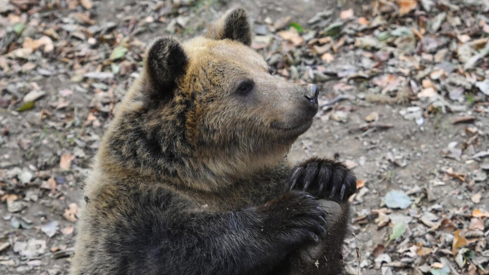 Sprísnené opatrenia súvisiace s pandémiou sa prejavili aj v Zoologickej záhrade Košice.