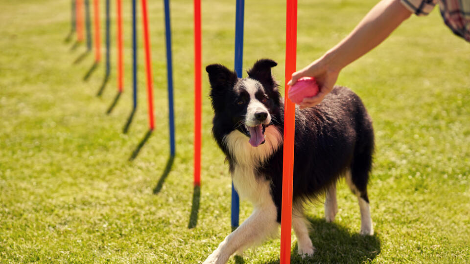 Border,Collie,Dog,And,A,Woman,On,An,Agility,Field