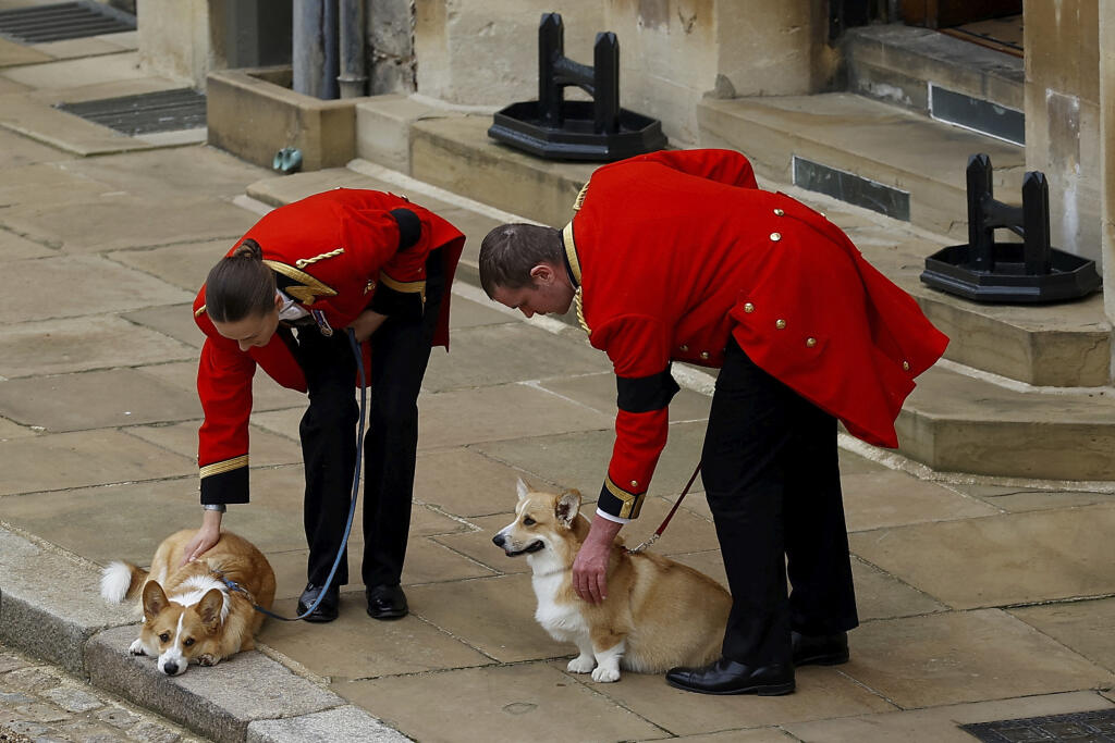 Na snímke psi plemena corgi Muick a Sandy čakajú na rakvu s pozostatkami zosnulej britskej kráľovnej Alžbety II.