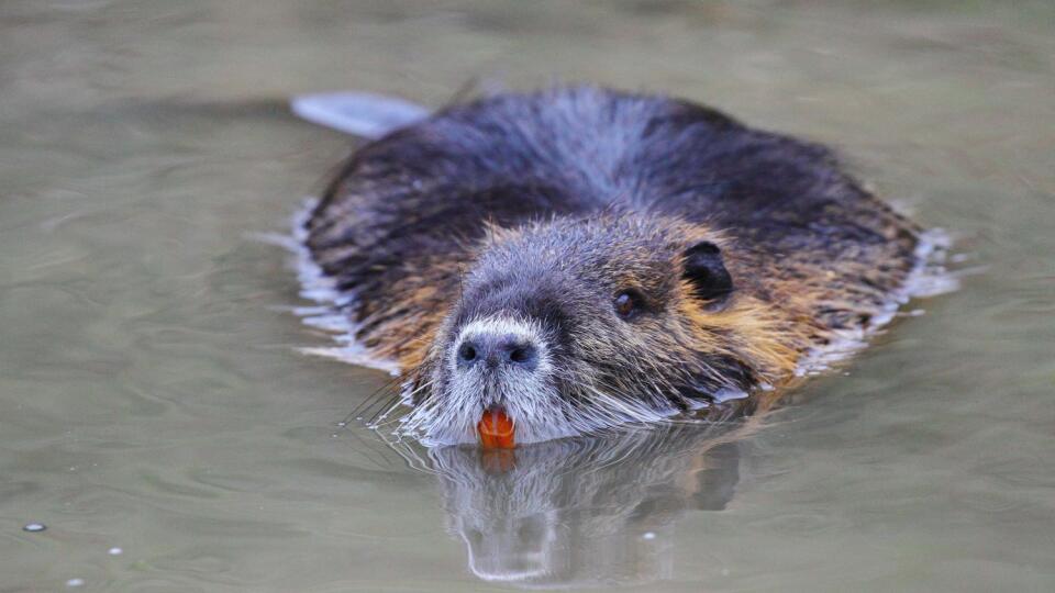 Nutria