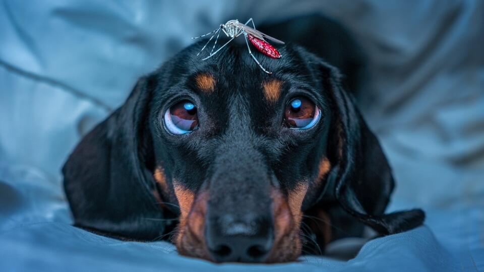 Exhausted,By,Sleepless,Night,,Dog,Dachshund,Lies,On,Blanket,Looks