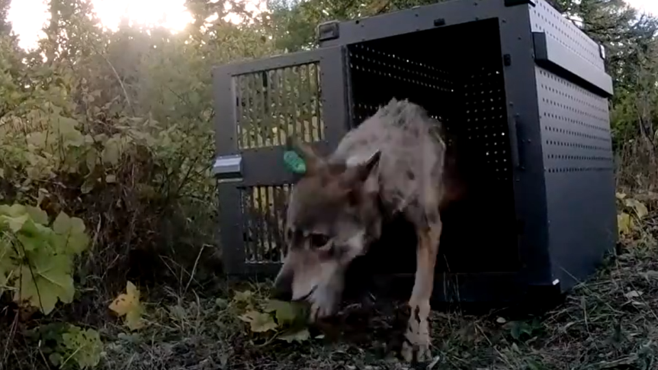 Vlčí výsadkách