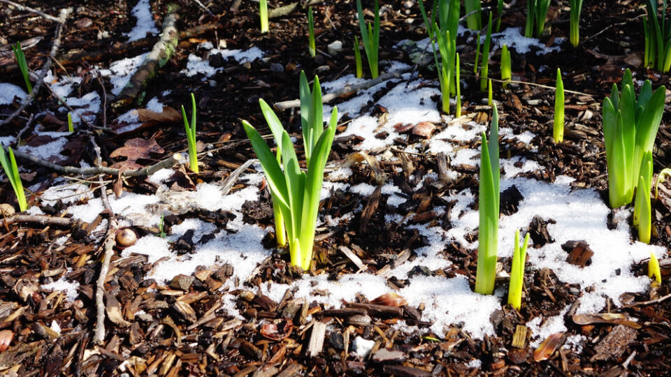 Daffodil,Bulbs,Beginning,To,Sprout,Out,Of,Snowy,Mulch,In