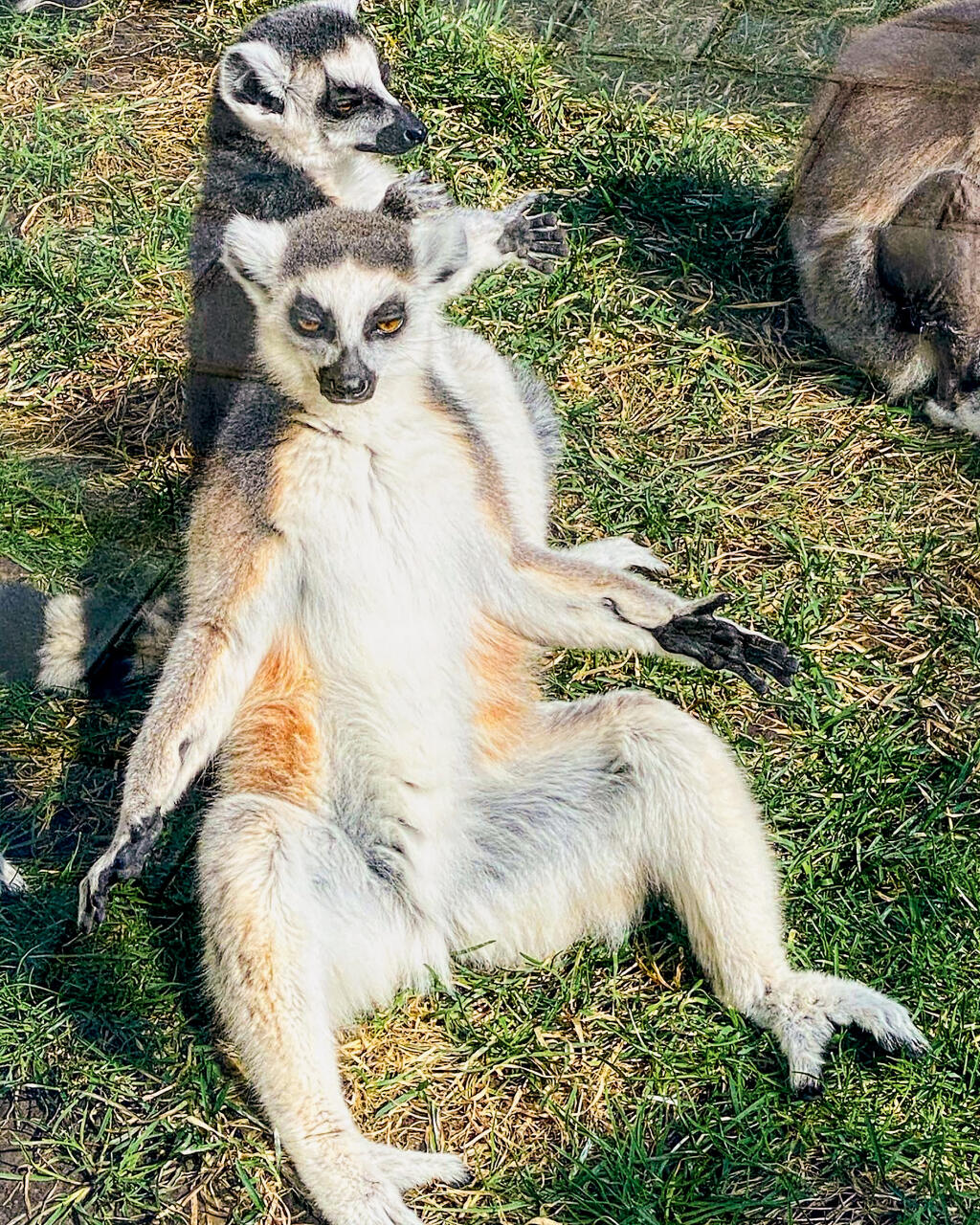 Okrem veľkých mačiek možno v parku vidieť napríklad lemury.