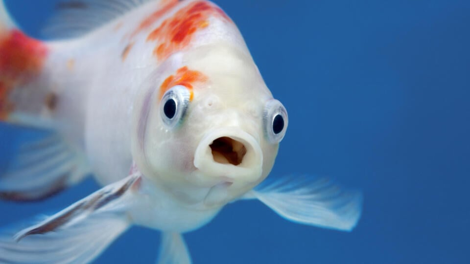 A,Fish,With,Wide,Open,Mouth,And,Big,Eyes,In