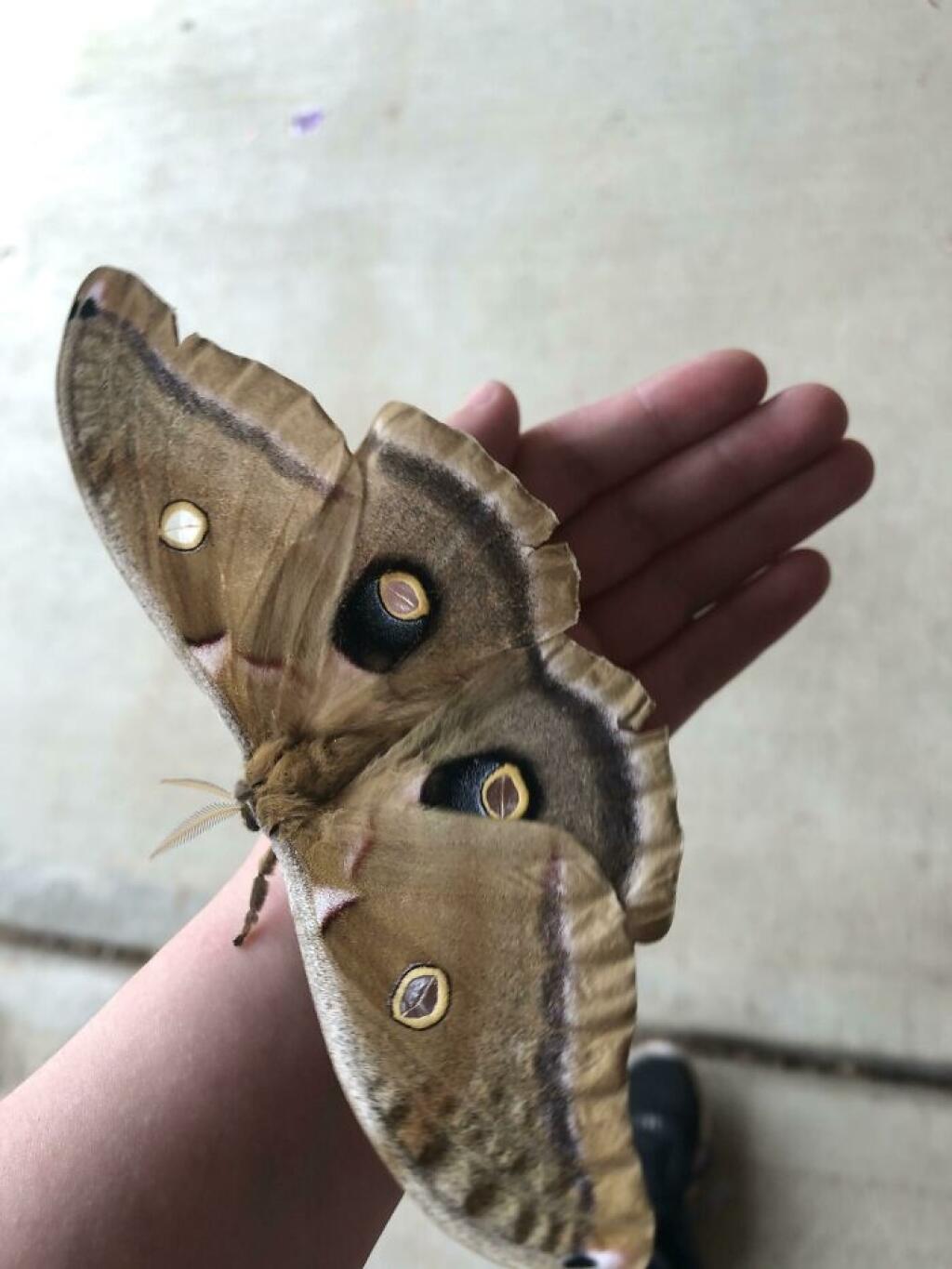 12 необычных. Бабочка Antheraea Polyphemus. Сатурния Полифем. Сатурния Полифема бабочка. Бабочка-паук Сатурния Полифема.