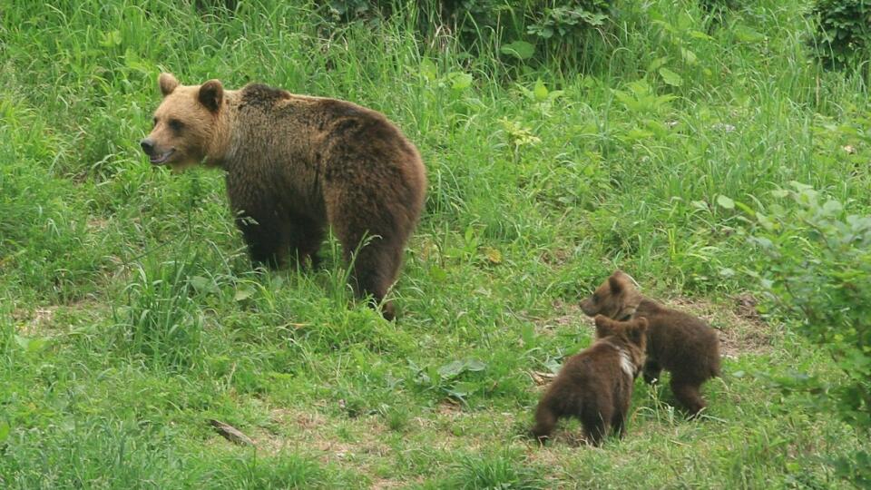 Medvedica zaútočila v katastri Očovej na 33-ročného lesníka.