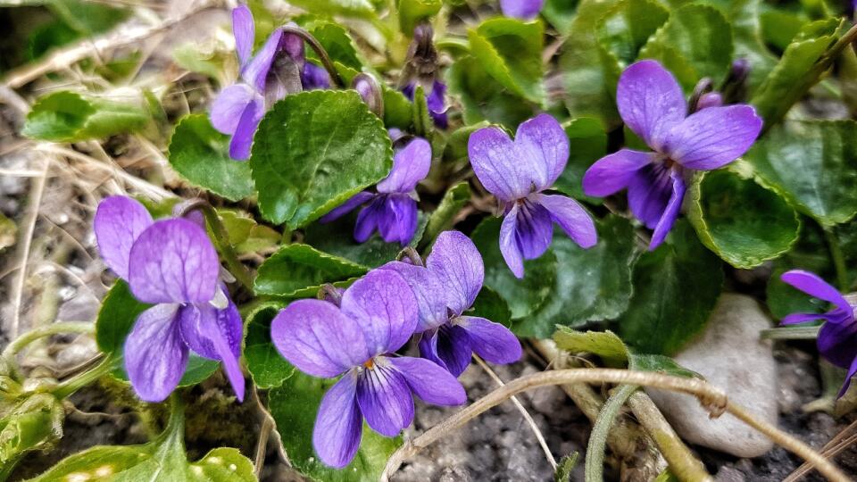 Fialka voňavá (Viola odorata) je liečivá vytrvalá bylinka.