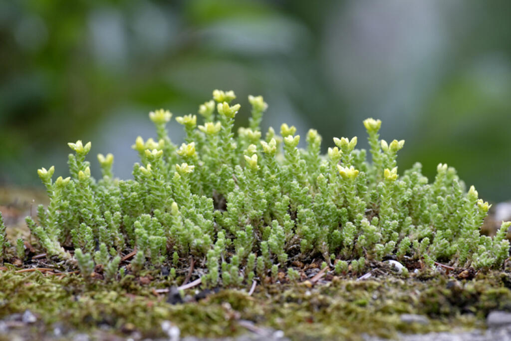 Rozchodník prudký (Sedum acre)