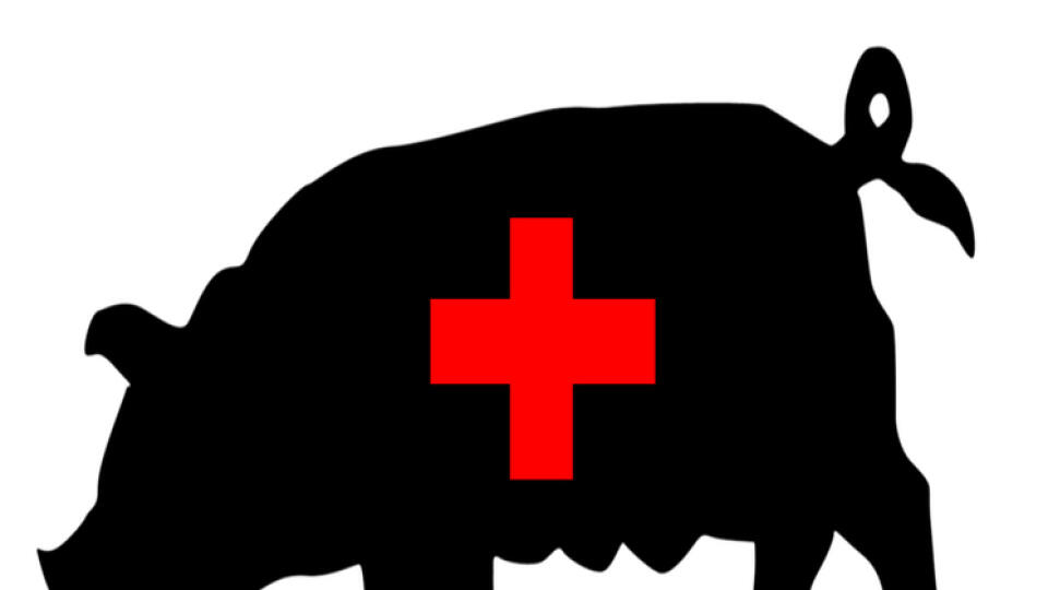 „Prasacia chrípka“ A(H1N1) je mutantom chrípky vtáčej, prasacej a ľudskej.
