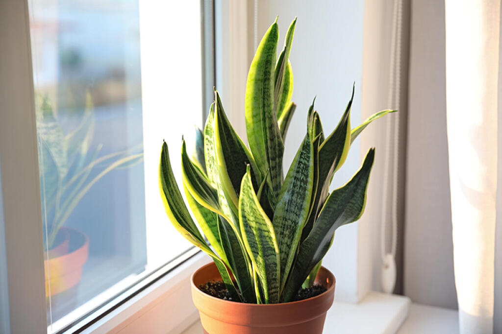Sansevieria