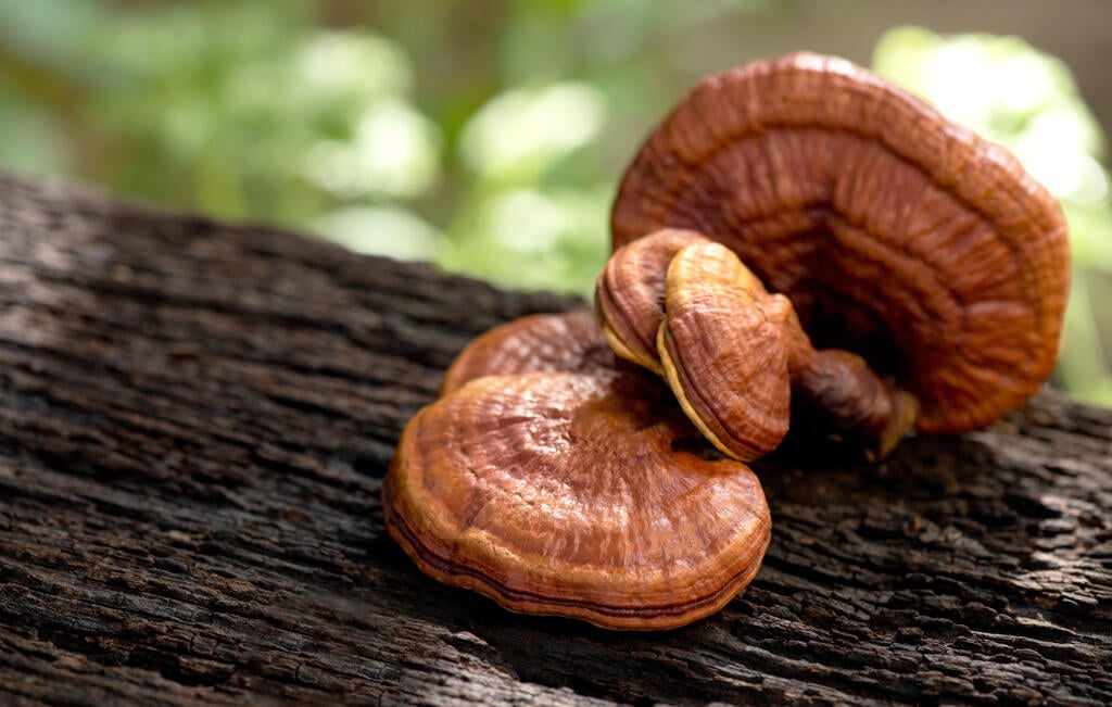 Jedným z účinných adaptogénov je aj huba reishi.