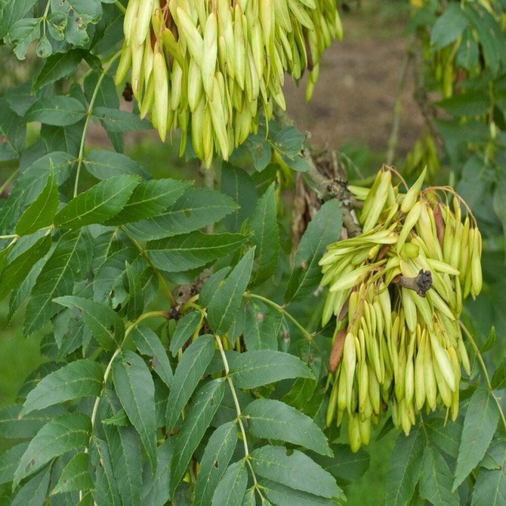 FRAXINUS EXCELSIOR