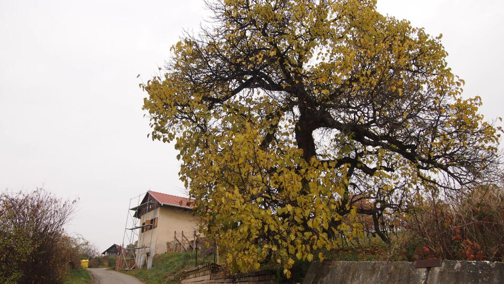 Majestátna moruša v Pukanci.