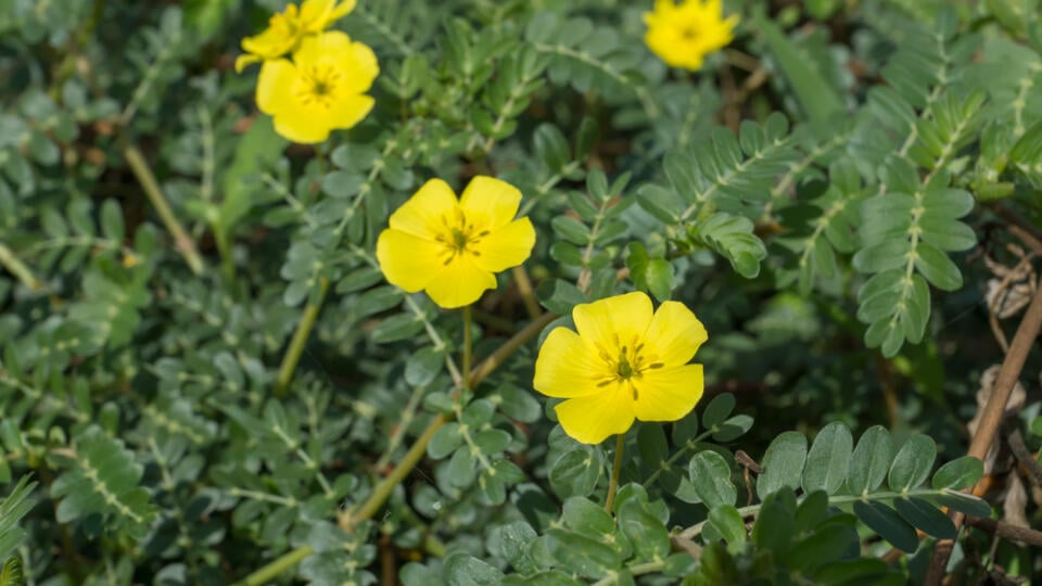 Yellow,Flowers,Of,Tribulus,Terrestris,Plant.