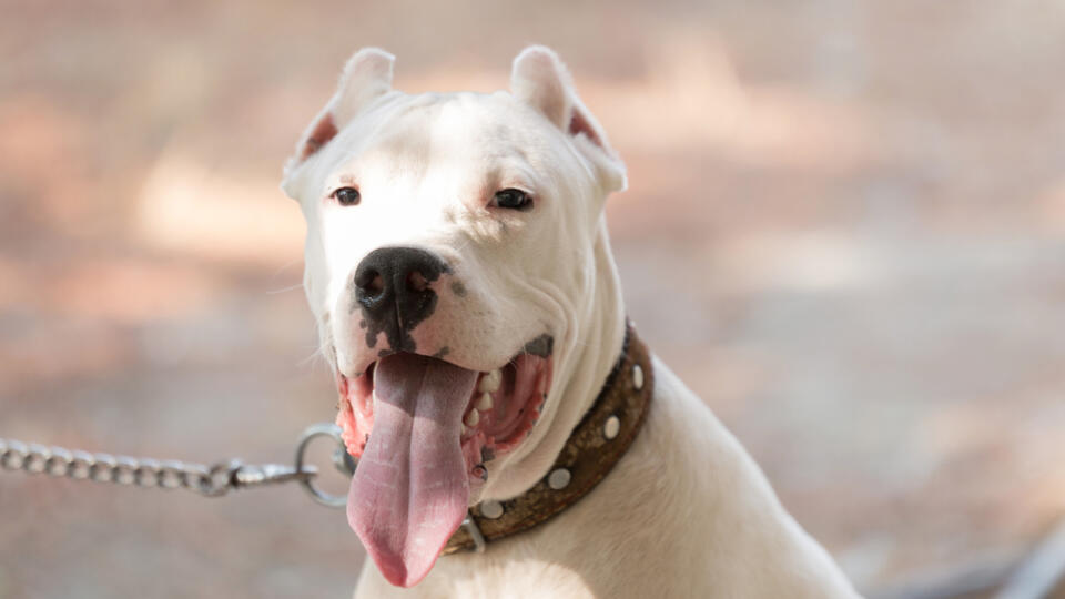 Dogo,Argentino,Portrait,Outdoors.,Dog,Photos