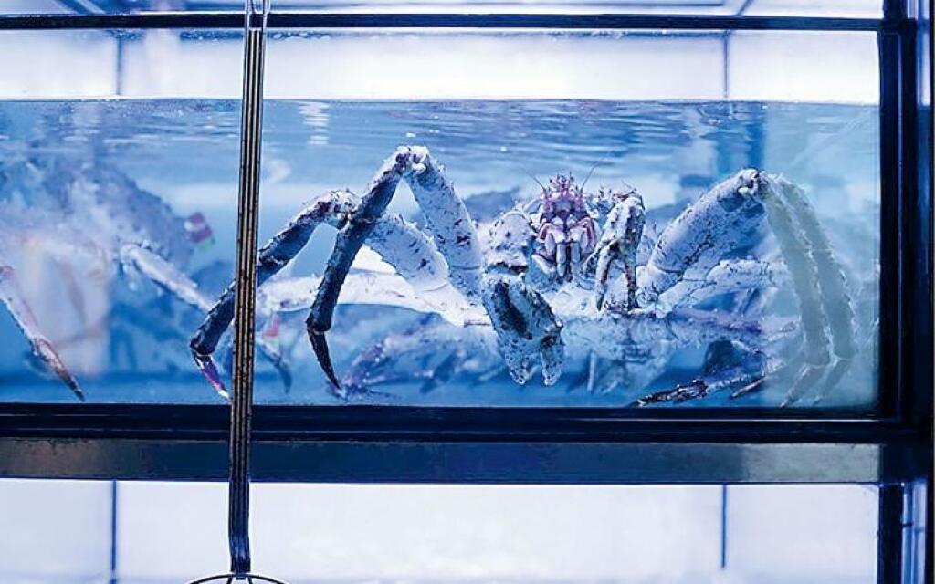 Monštrum z ľadového oceána je top pochúťka a rarita. V Bratislave ju majú