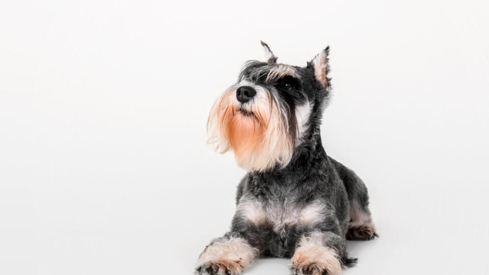 Schnauzer,Dog,On,The,White,Background.,Cut,Out.,Isolated