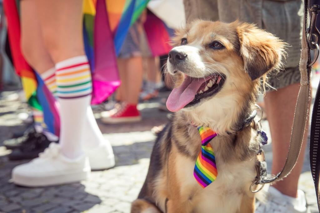 Pes s LGBTI kravatou, Dúhový Pride 2018.