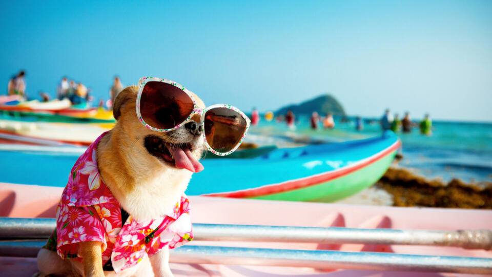 Cute,Chihuahua,Dog,Wearing,Sunglasses,On,A,Kayak,At,The