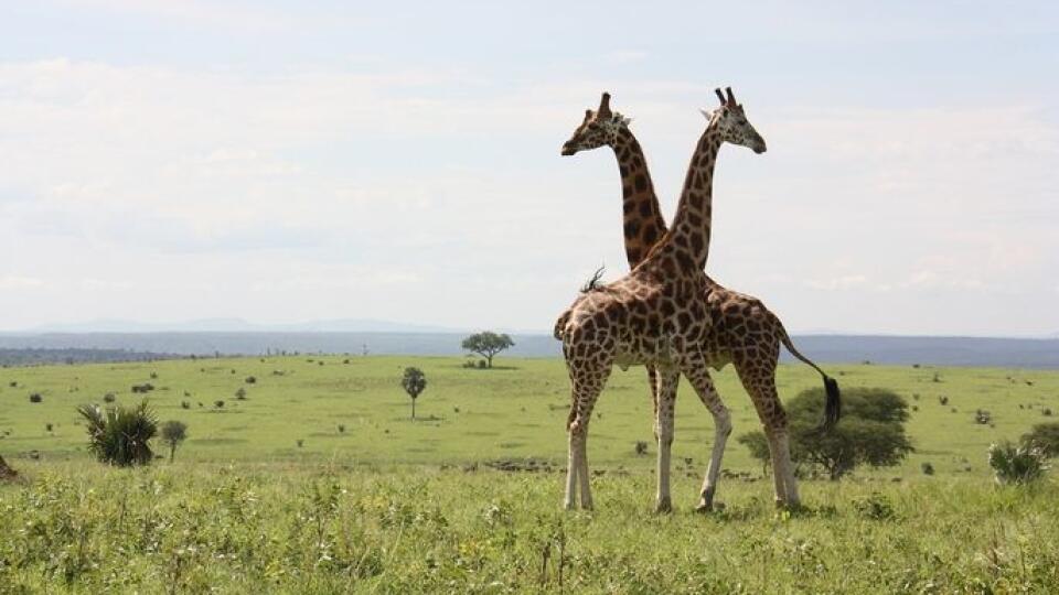 Kam cestovať tento rok? Lonely Planet odporúča Ugandu