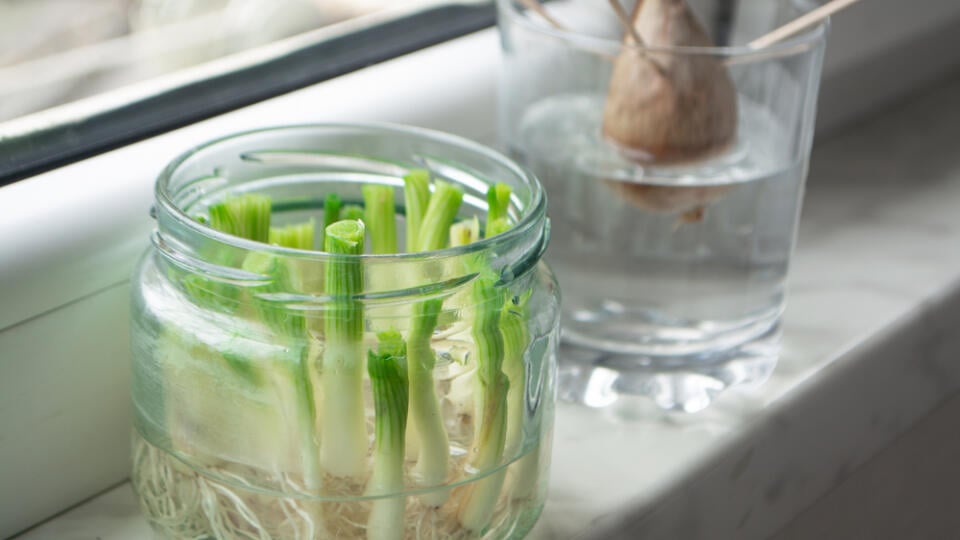 Growing,Green,Onions,Scallions,From,Scraps,By,Propagating,In,Water