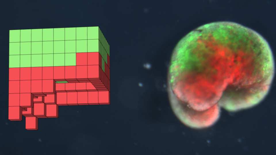 xenoboty