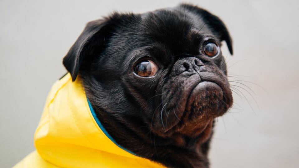 Mops.