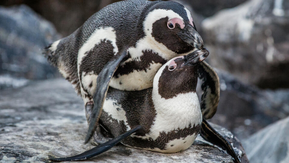 Copulation,Of,African,Penguins,On,The,Boulder,During,Mating,Season.