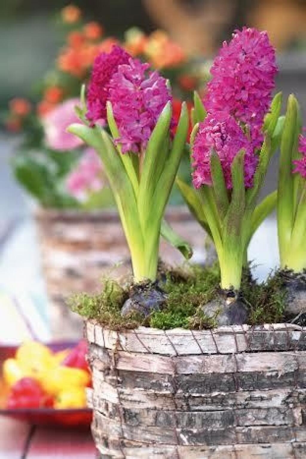 Цветок из луковицы гиацинт. Цветок луковица гиацинта. Луковичные комнатные цветы гиацинт. Весенние цветы луковичные гиацинт.